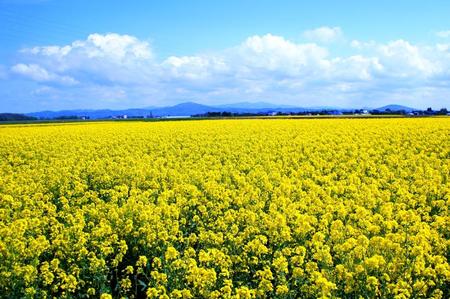 2012-5-30-滝川菜の花 005.jpg